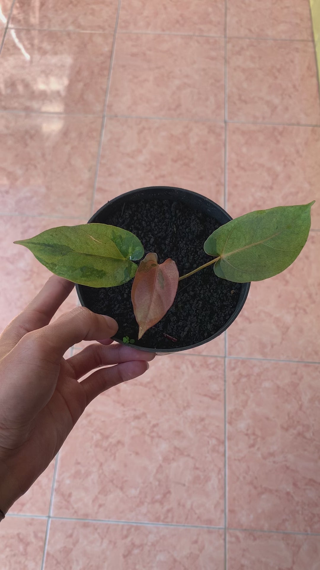 RP61-2 Anthurium Fortsherman x RVDP Pink Mint