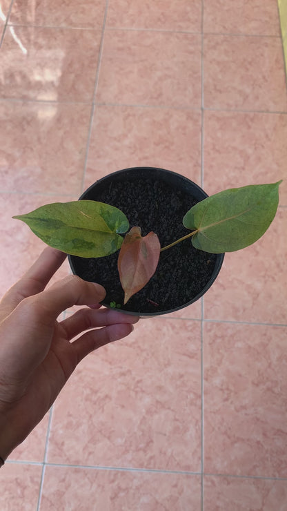 RP61-2 Anthurium Fortsherman x RVDP Pink Mint