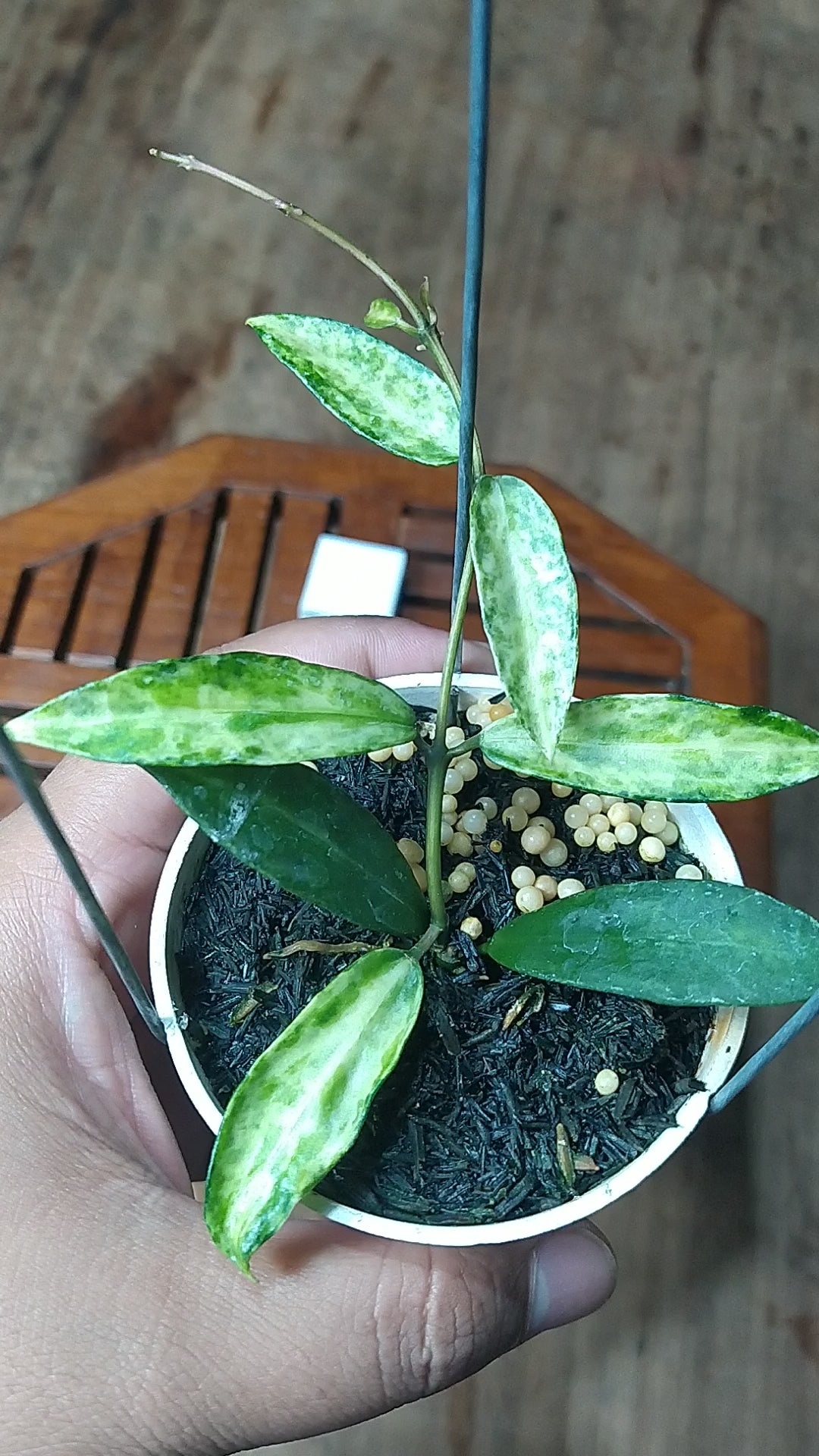 Hoya Lacunosa Peridot