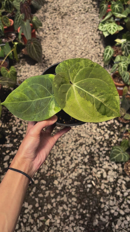 Anthurium Luxurians Indonesia Type x Dorayaki Vatiegated