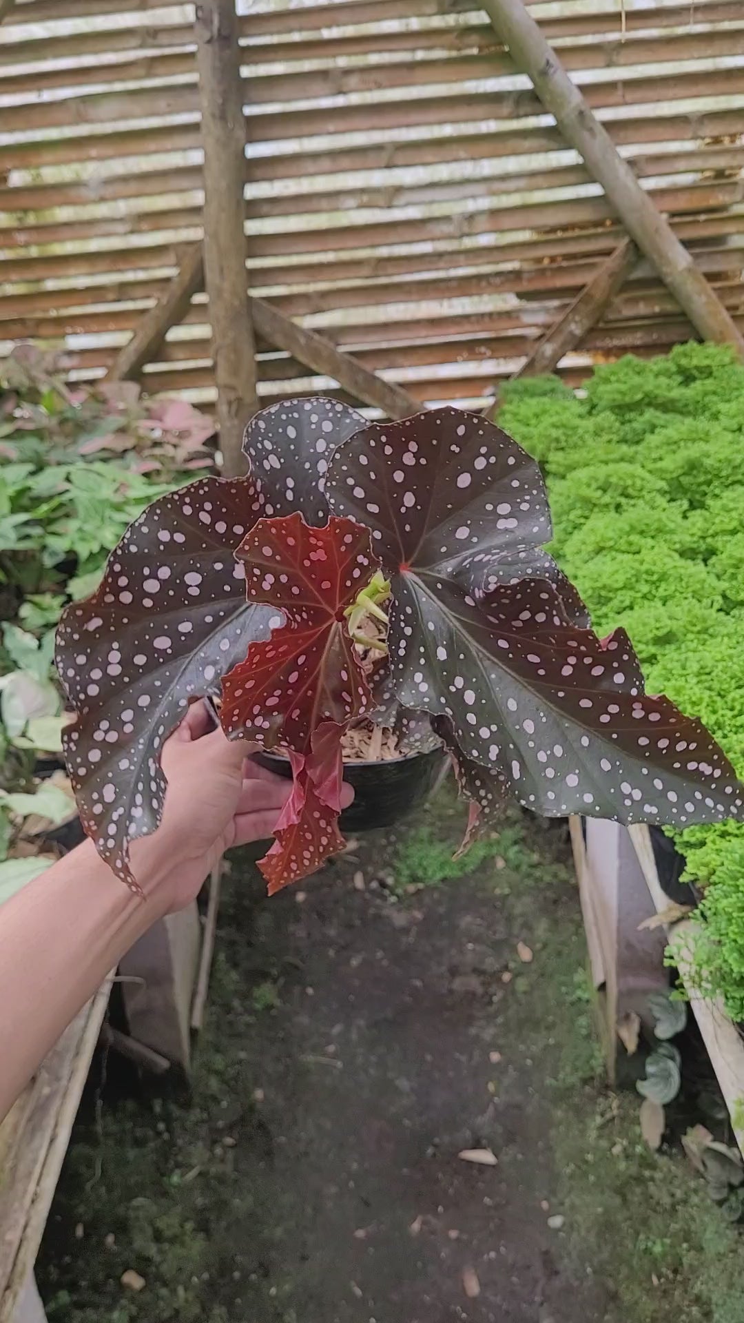 Begonia Polcadot