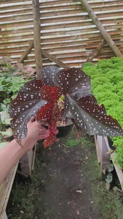 Begonia Polcadot