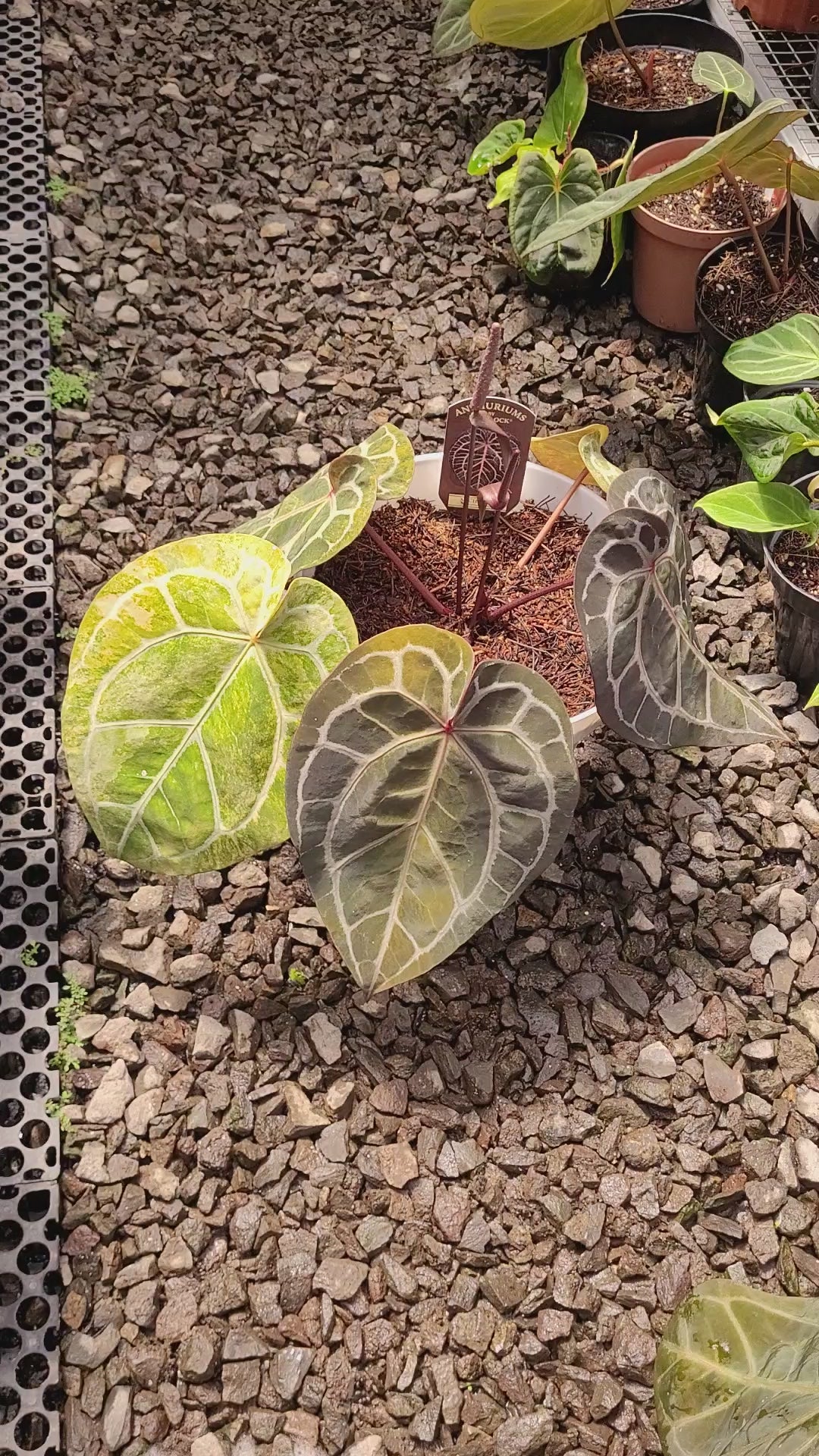 Anthurium Michelle Variegated