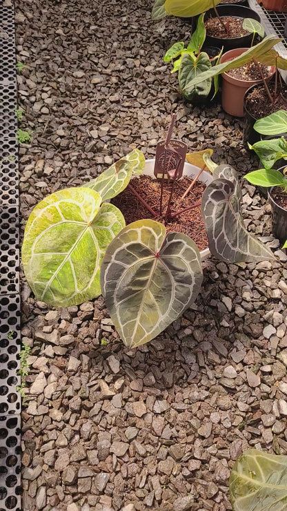 Anthurium Michelle Variegated