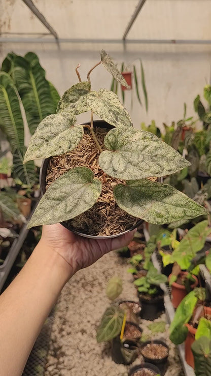 Piper Variegated