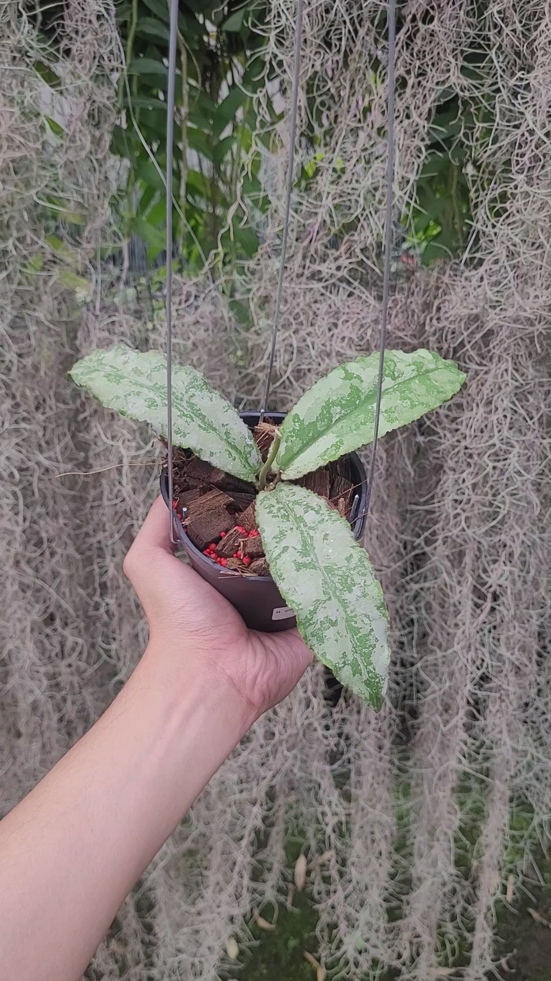 Hoya Undulata Silver VN-824