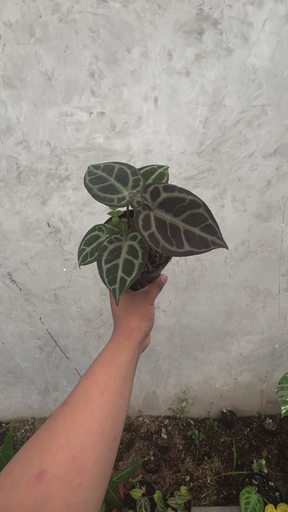 Anthurium King of Spades (HU) x Red Crystalinum
