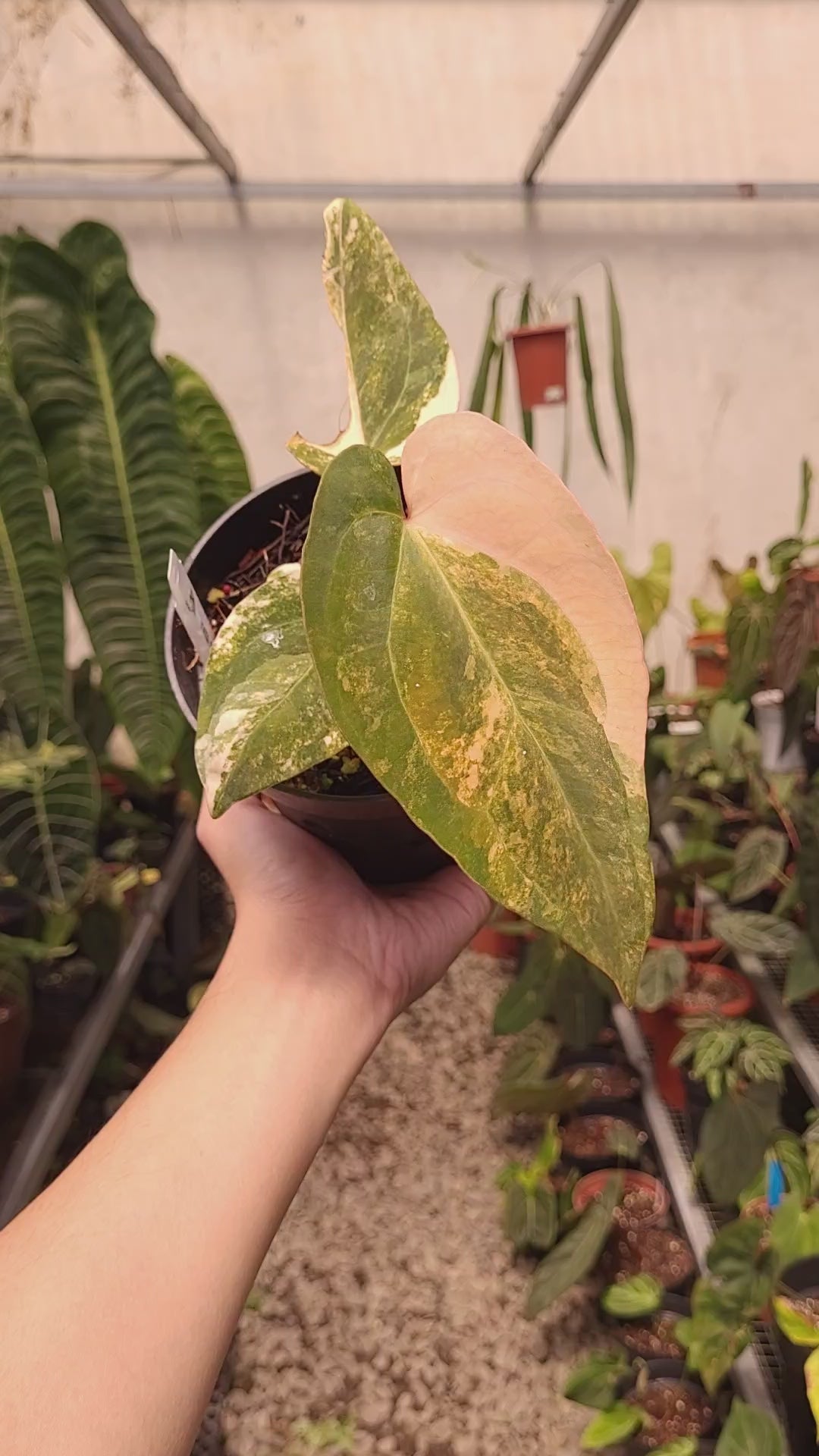 Anthurium Papilillaminum Variegated x AOS Tezula