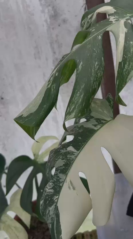 RP88-5 Monstera Albo Variegated