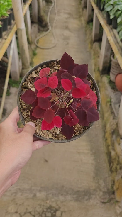 Oxalis Hedysaroides