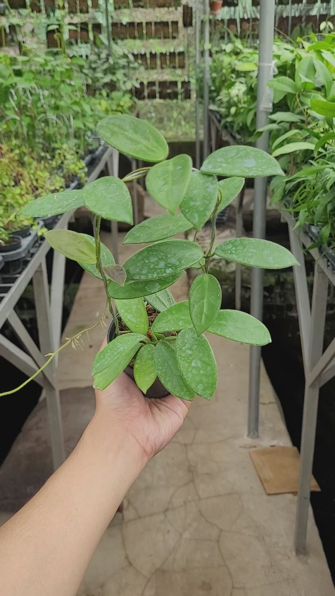 Hoya Vangviengensis