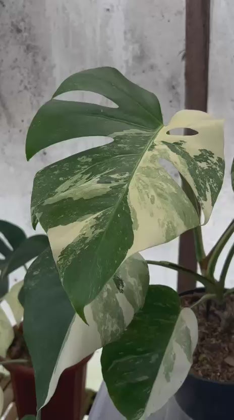 RP84-5 Monstera Albo Variegated
