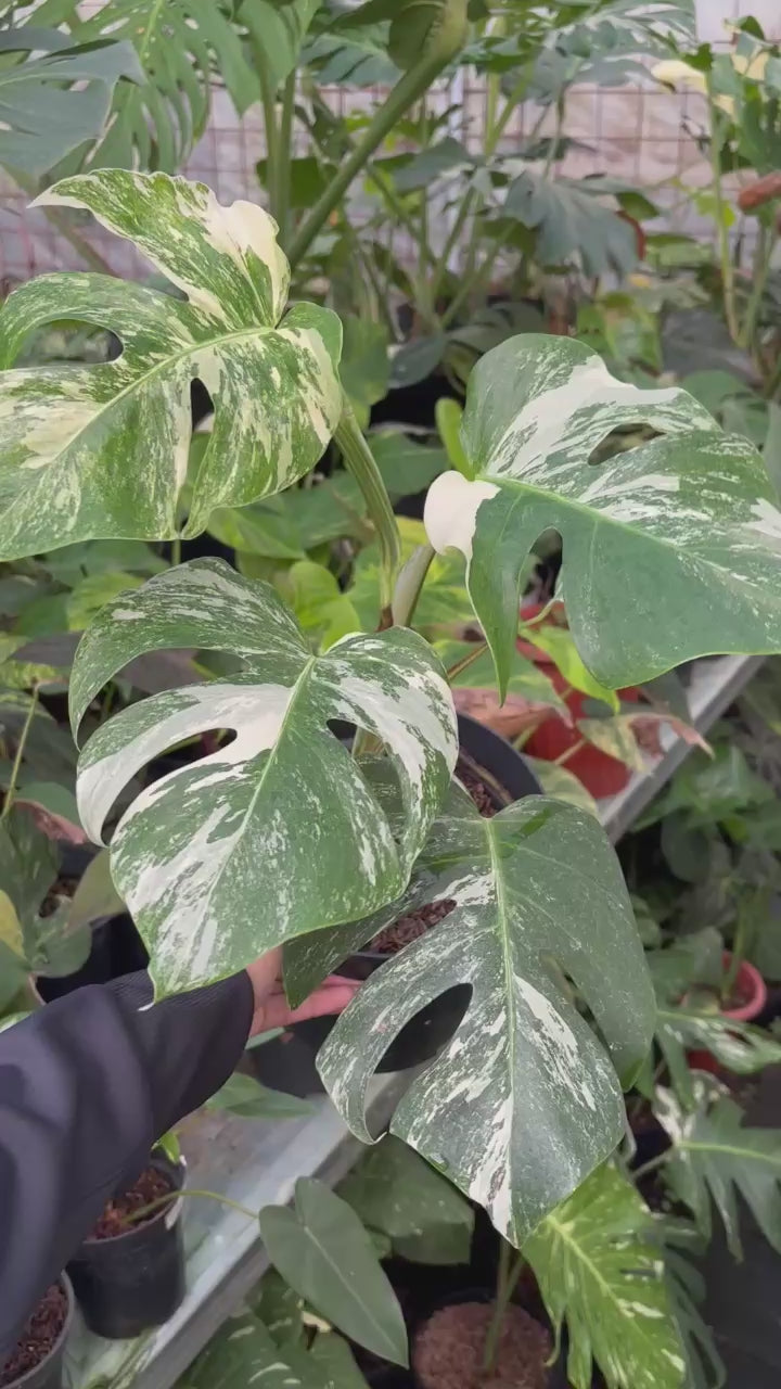 RP96-5 Monstera Albo Variegated