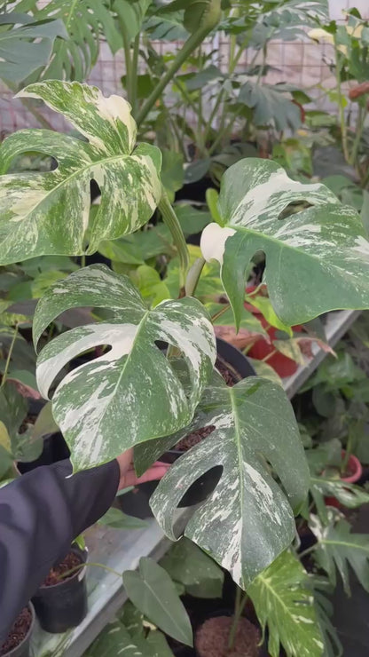 RP96-5 Monstera Albo Variegated