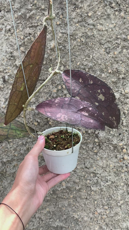 Hoya Clemensiorum Red