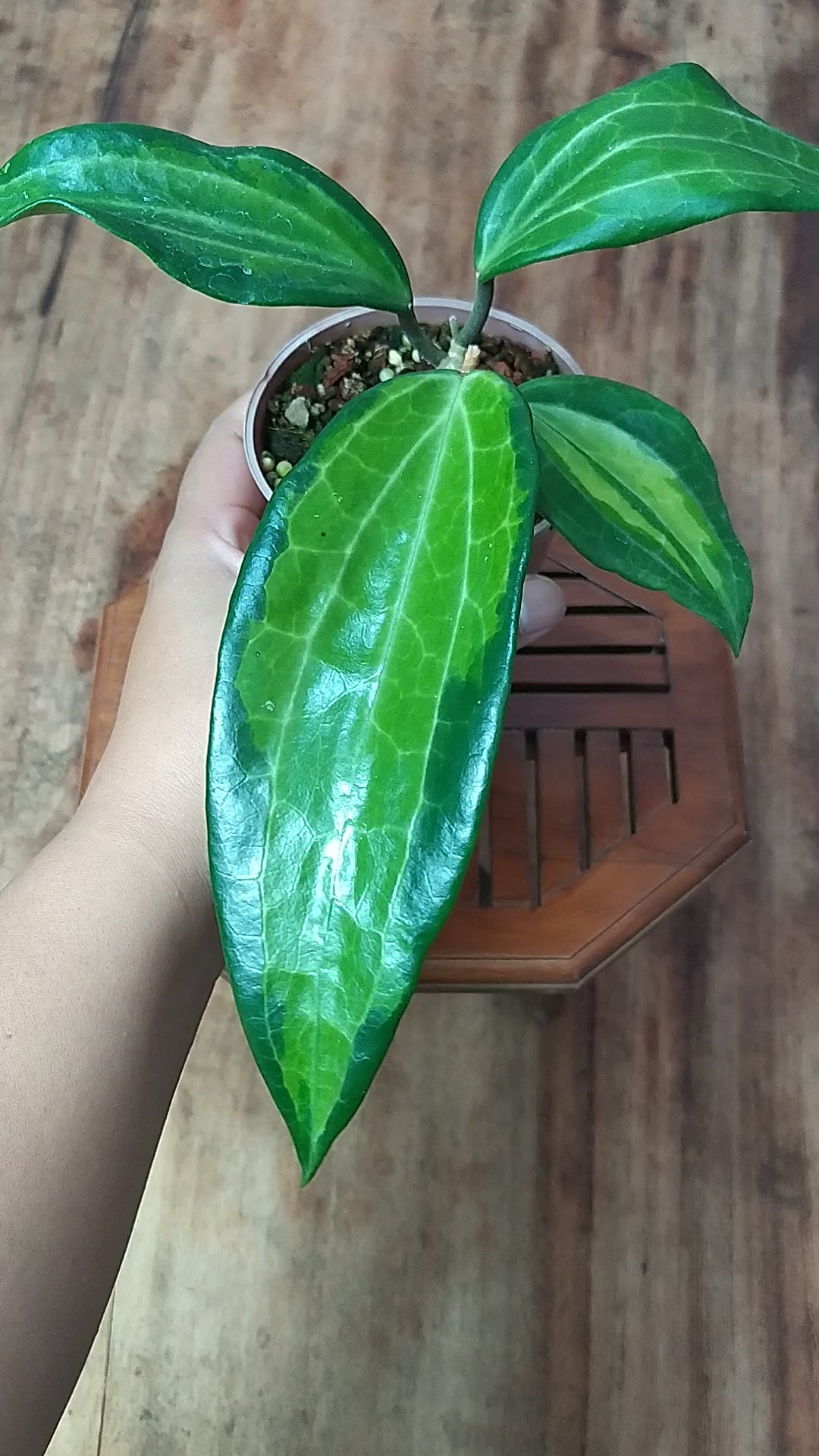 Hoya Latifolia Greenish Inner Variegated