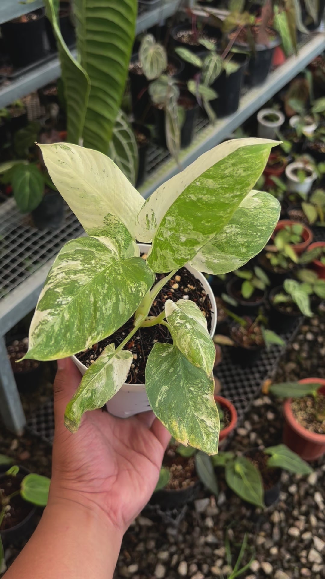 Homalomena sp Borneo Variegated