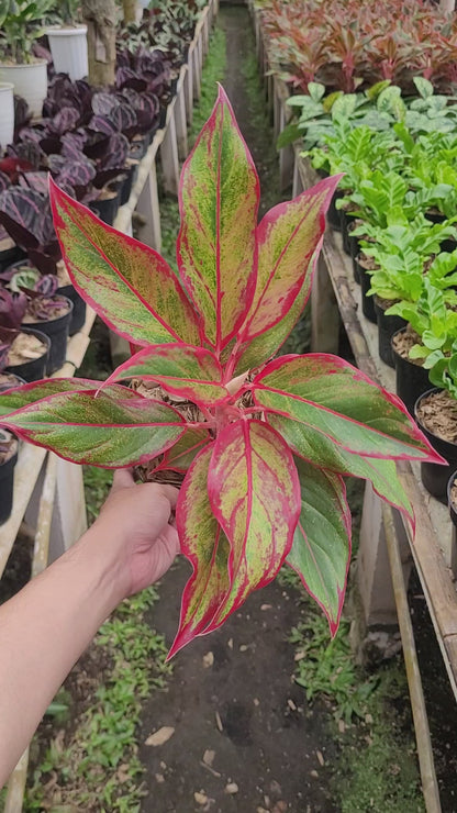 Aglaonema Siam Aurora