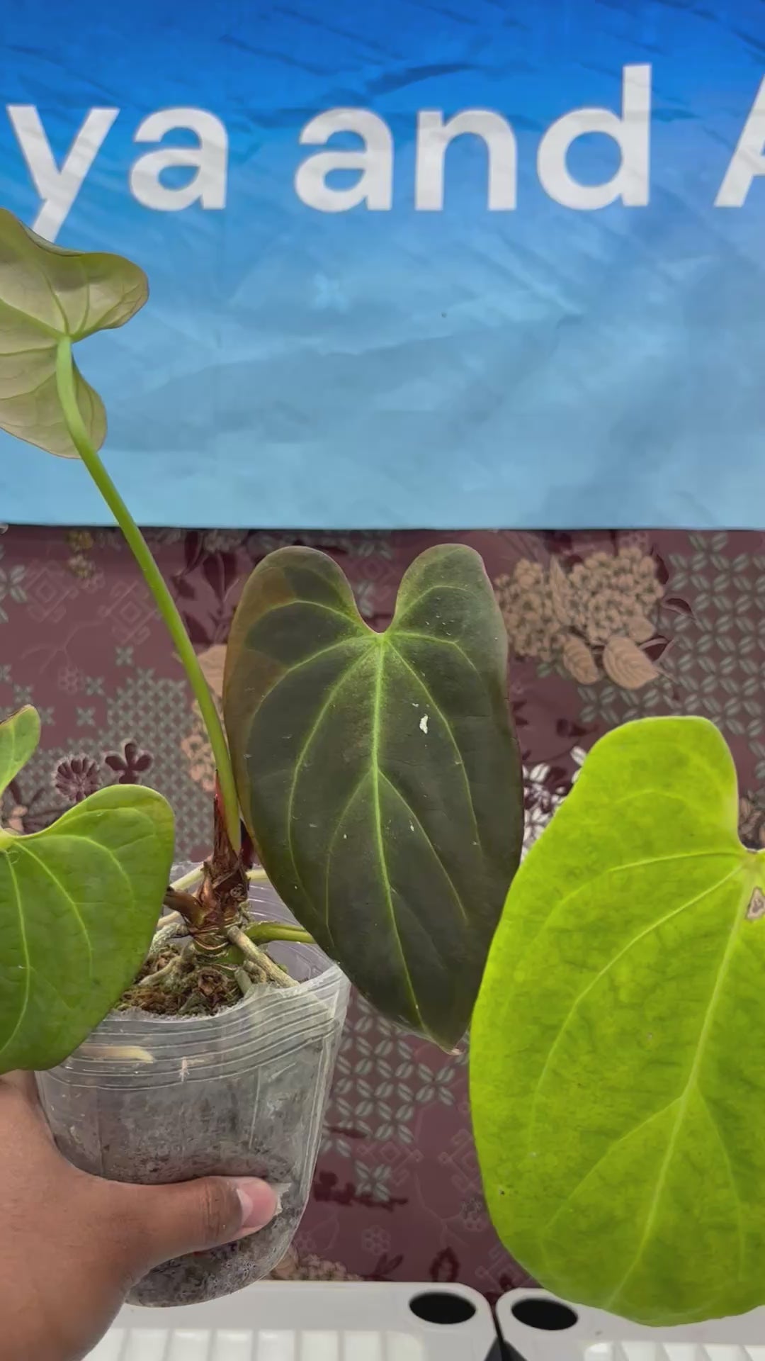 A210 Anthurium No ID