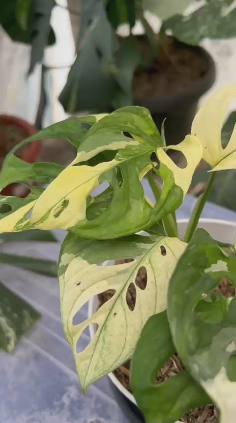 RP54-2 Monstera Adansonii Mint