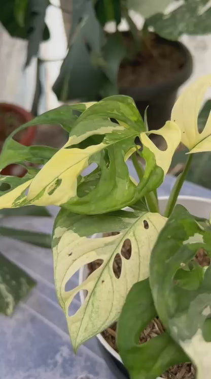 RP54-2 Monstera Adansonii Mint