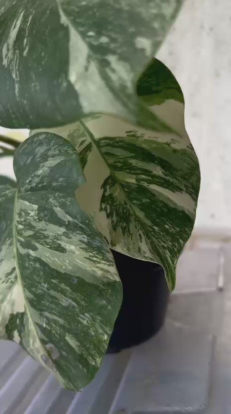 RP92-5 Monstera Albo Variegated