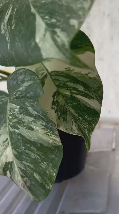 RP92-5 Monstera Albo Variegated