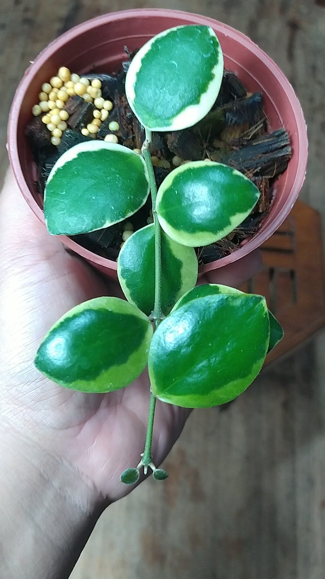 Hoya Incurvula Albomarginata Palta