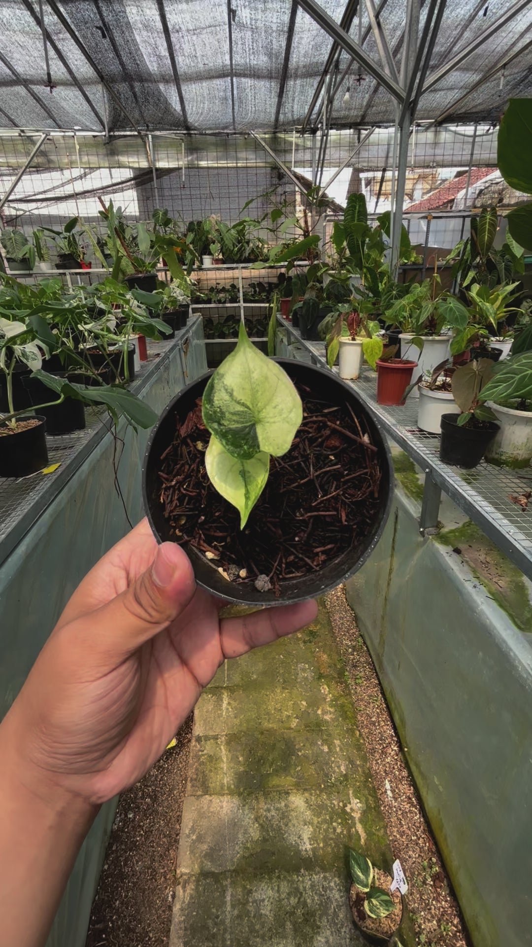 RP014-3 Alocasia Dragon Scale Variegated