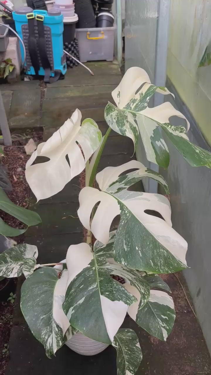 RP98-5 Monstera Albo White Tiger