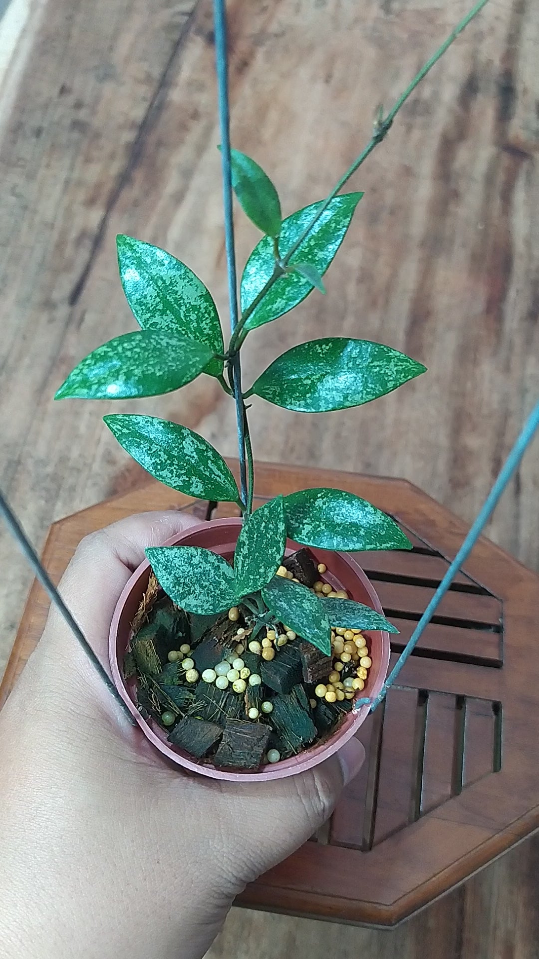 Hoya Waliniana Splash