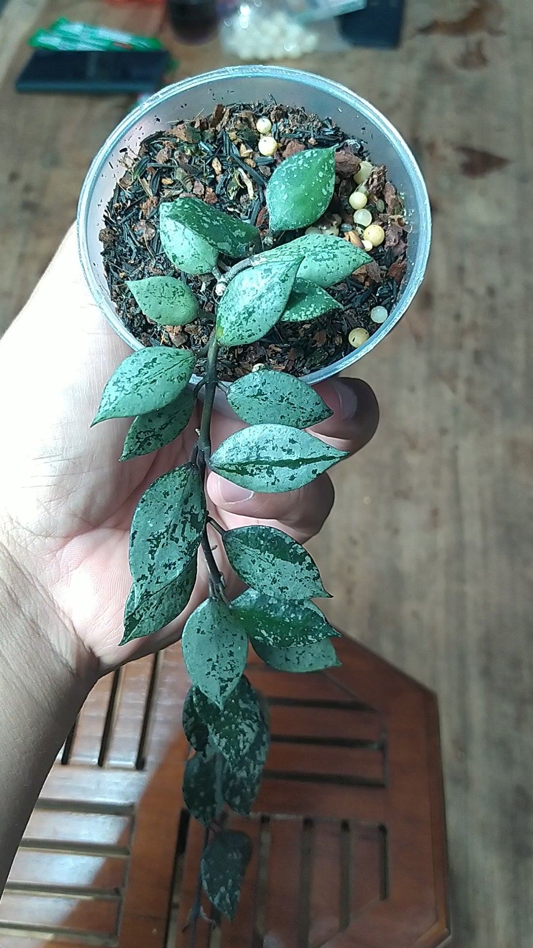 Hoya Lacunosa Asami Reverse