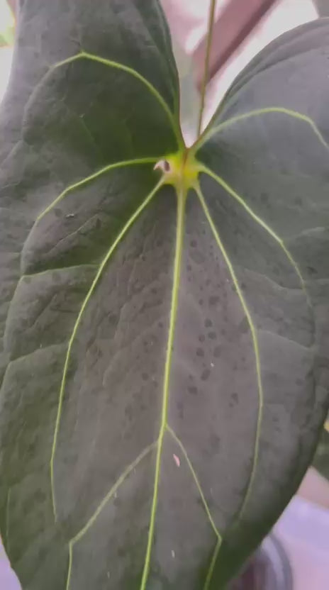 RP58-2 Anthurium Papillilaminum x Porti Mature size