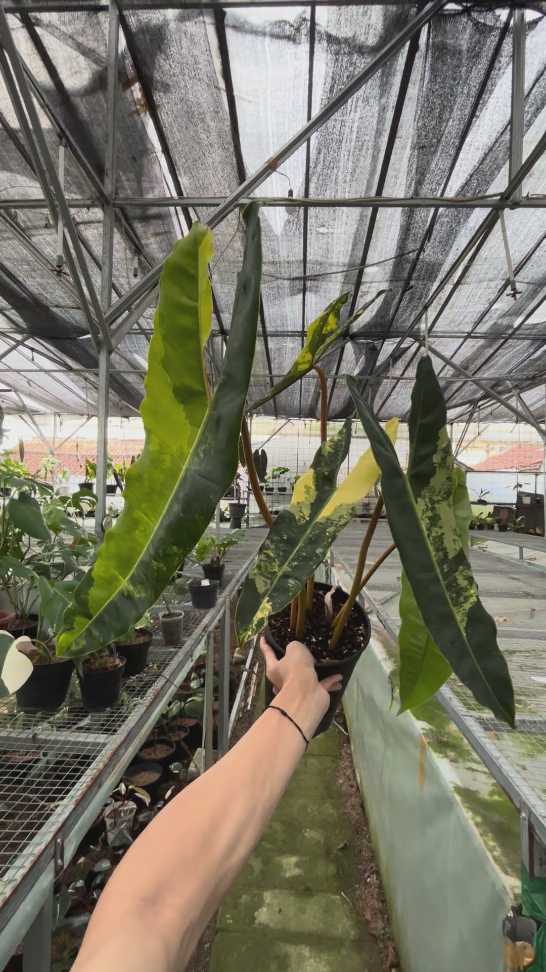 Philodendron Billiteae Variegated Big Size
