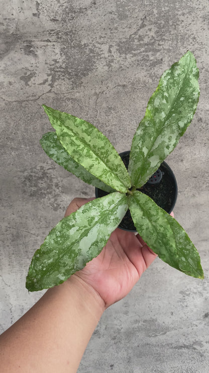 RP104-7 Hoya Undulata Silver