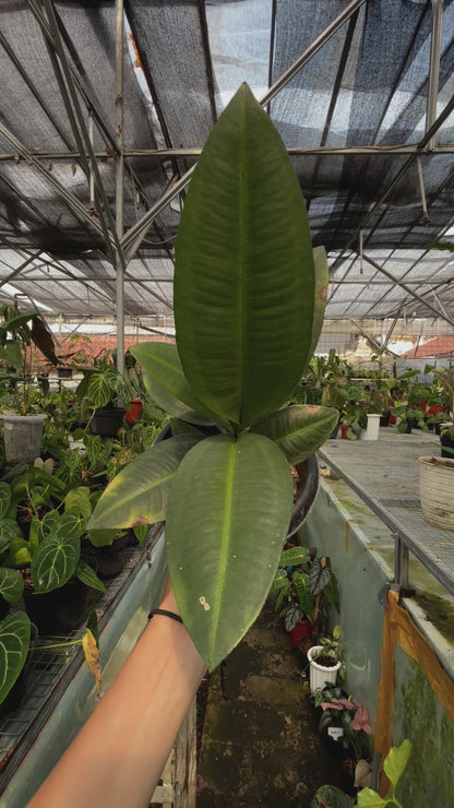 Labisia sp Silver