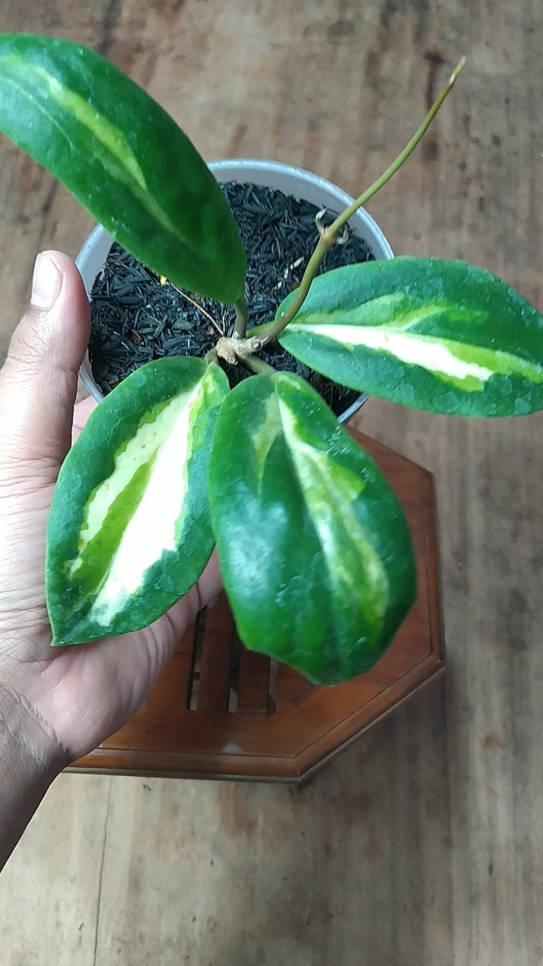 Hoya Incrassata Variegated