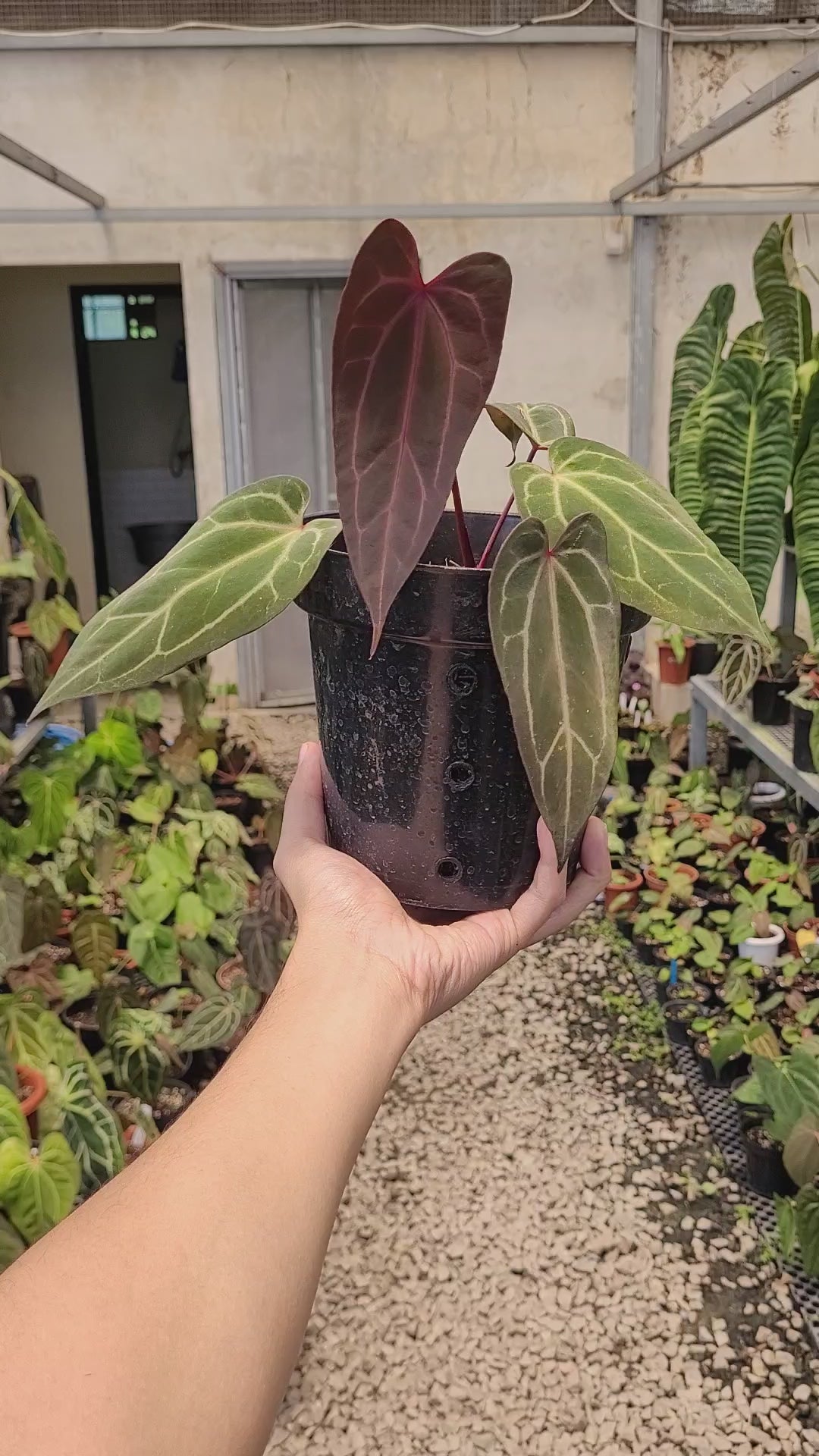 Anthurium BVIT x (Zara x Michelle)