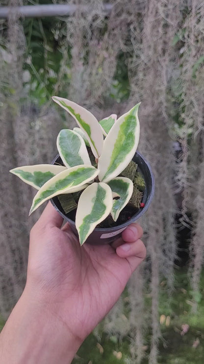 Hoya Carnosa Suzie-Q