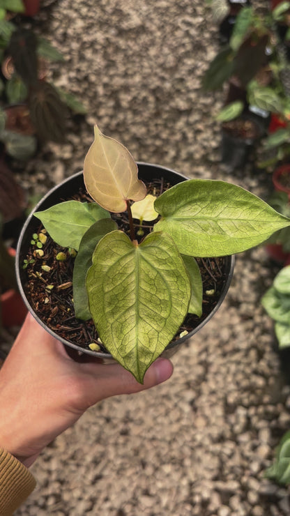 Anthurium Papillilaminum Mint Variegated