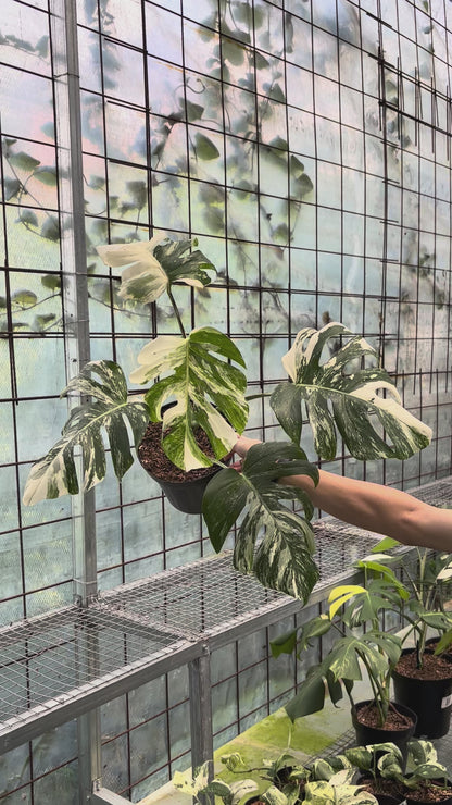 Monstera Albo Variegated
