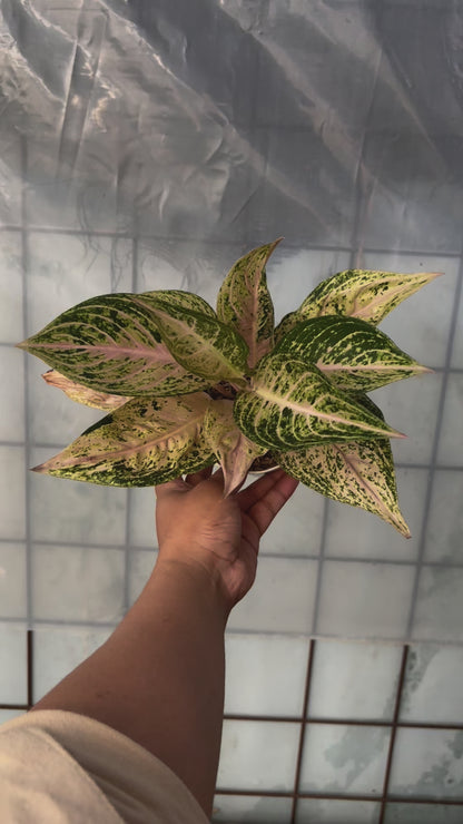 Aglaonema Tiara Violet