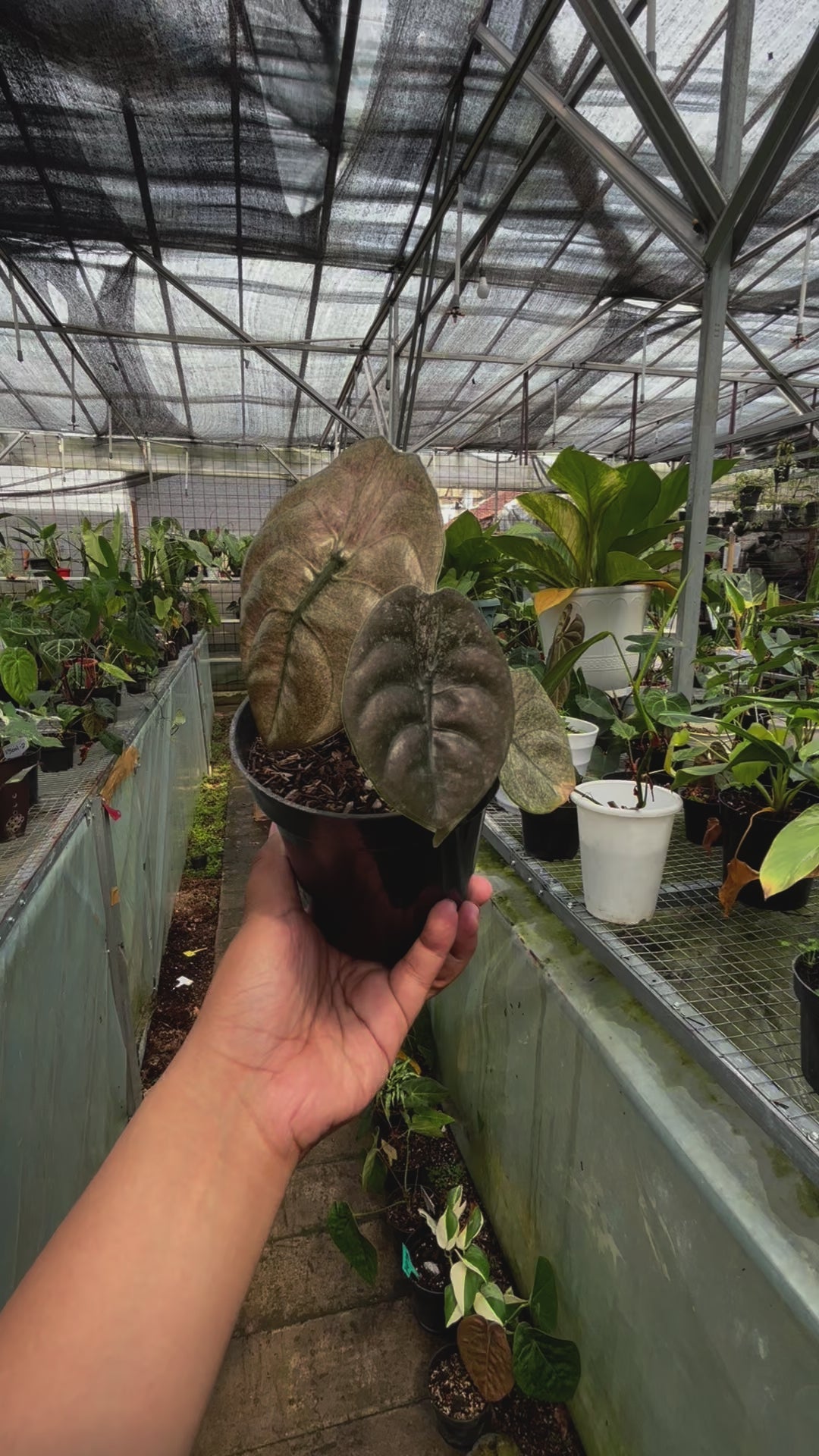 RP022-3 Alocasia Cuprea Variegated