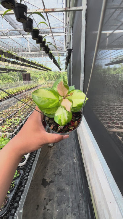 Hoya Carnosa "Frecles Splash" (Mutasi)