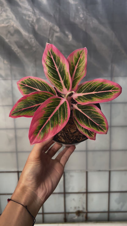 Aglaonema Lotus