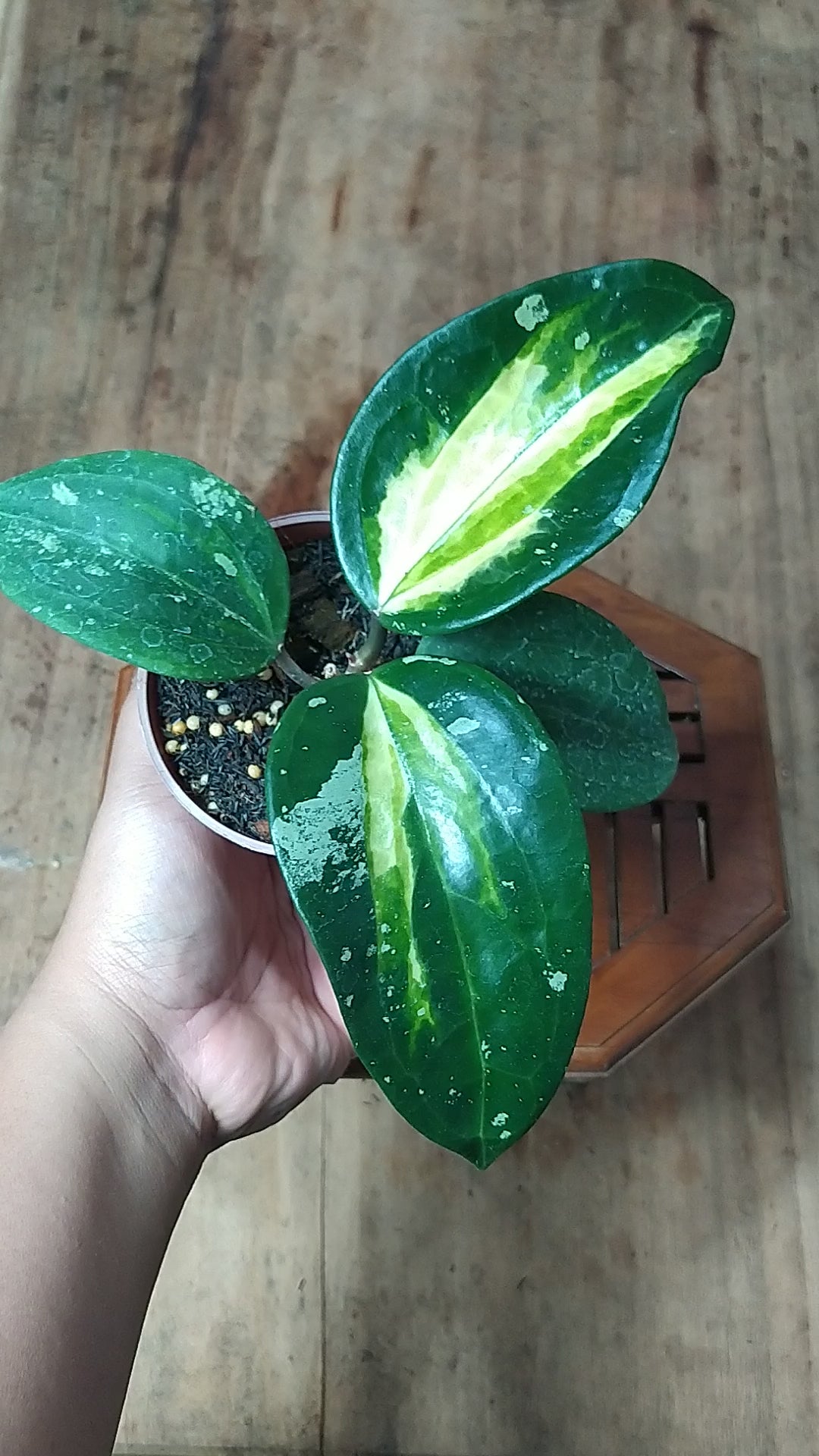 Hoya Latifolia Inner Var West Java