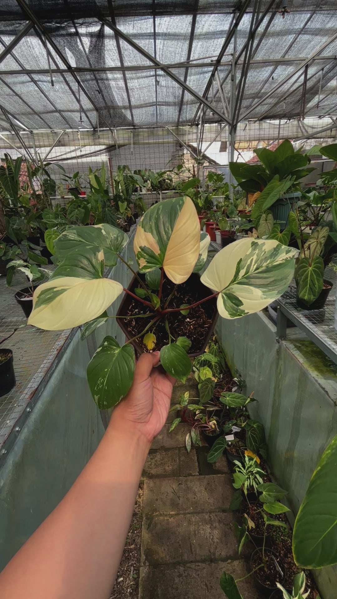 RP005-3 Homalomena Rubescen Variegated