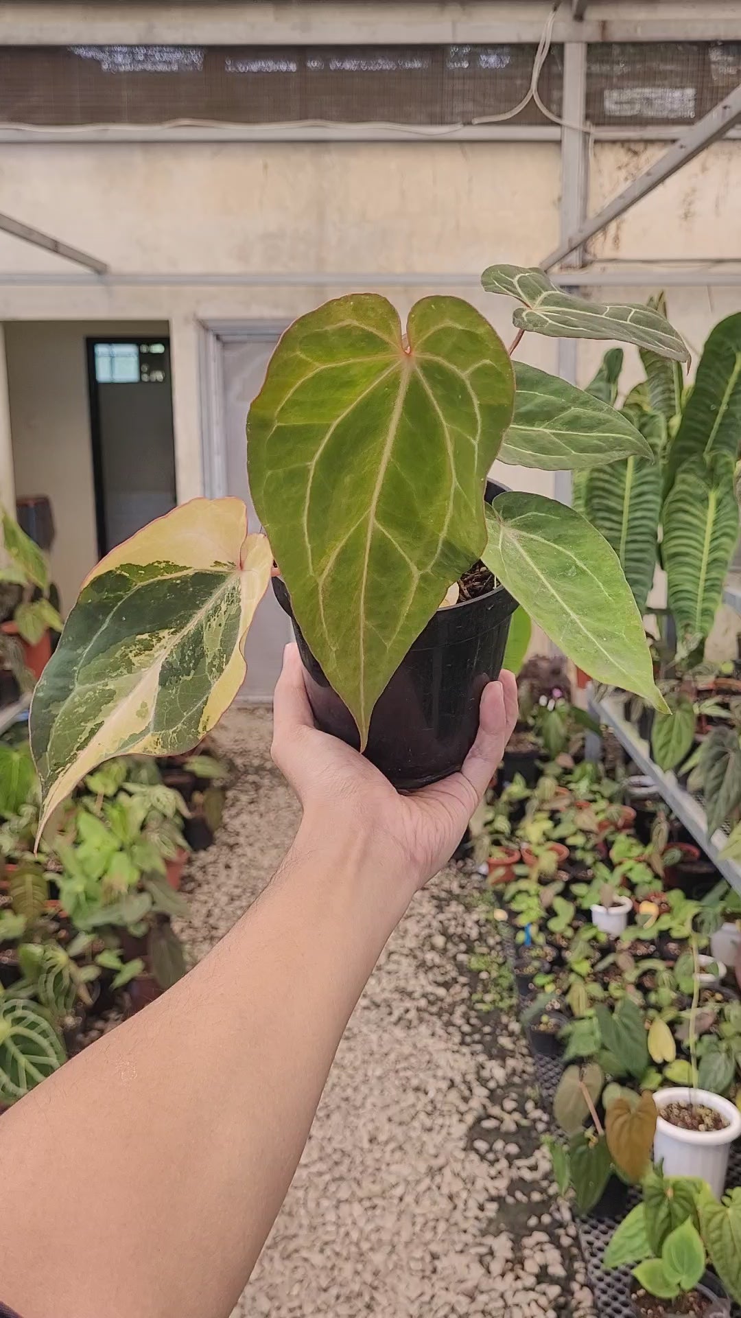 Anthurium BVIT x Zara Michelle Variegated