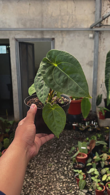 Anthurium Luxurians Indonesia Type x Dorayaki