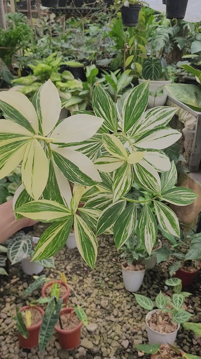 Costus Arabicus Variegated